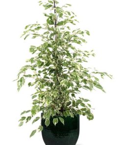 Ficus benjamina Twilight – Ø21cm – ↕95cm + Jolin Pot D24x23cm – Grün