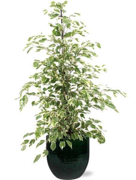 Ficus benjamina Twilight – Ø21cm – ↕95cm + Jolin Pot D24x23cm – Grün