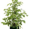 Ficus benjamina Goldenking – Ø21cm – ↕95cm + Jolin Pot D24x23cm – Grün