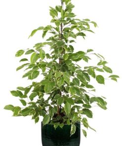 Ficus benjamina Goldenking – Ø21cm – ↕95cm + Jolin Pot D24x23cm – Grün