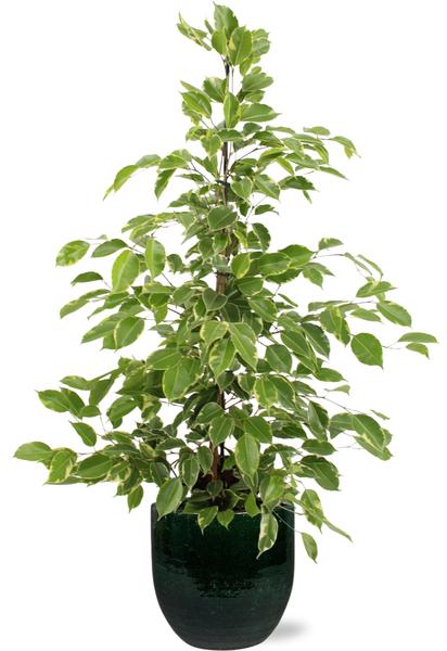 Ficus benjamina Goldenking – Ø21cm – ↕95cm + Jolin Pot D24x23cm – Grün