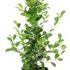 Ficus microcarpa Moclame – Ø21cm – ↕95cm + Jolin Pot D24x23cm – Grün