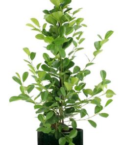 Ficus microcarpa Moclame – Ø21cm – ↕95cm + Jolin Pot D24x23cm – Grün