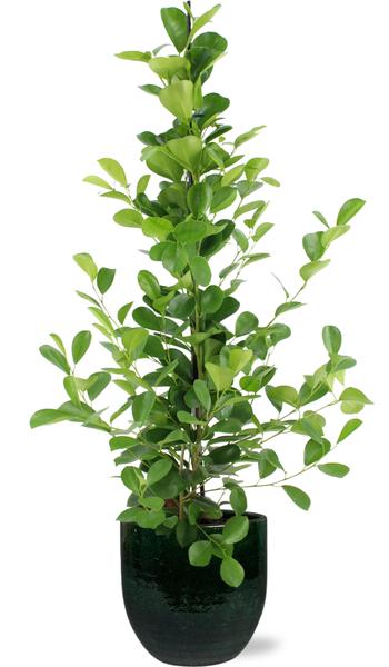 Ficus microcarpa Moclame – Ø21cm – ↕95cm + Jolin Pot D24x23cm – Grün