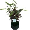 Calathea Rufibarba – Ø21cm – ↕85cm + Jolin Pot D24x23cm – Grün