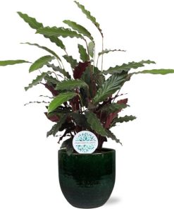 Calathea Rufibarba – Ø21cm – ↕85cm + Jolin Pot D24x23cm – Grün