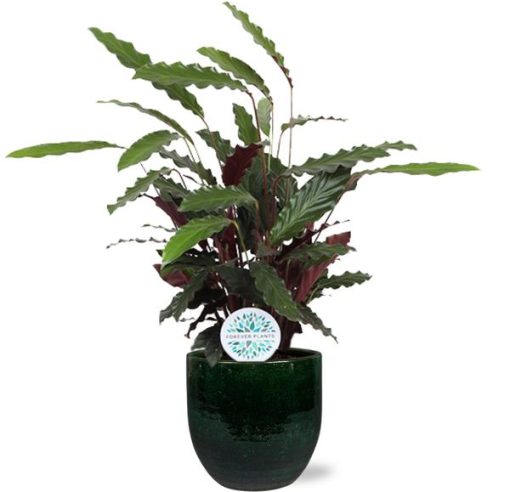 Calathea Rufibarba - Ø21cm - ↕85cm + Jolin Pot D24x23cm - Grün