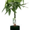 Pachira Aquatica – Ø21cm – ↕90cm + Jolin Pot D24x23cm – Grün Pachira Aquatica – Ø21cm – ↕90cm + Jolin Pot D24x23cm – Grün