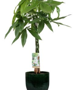 Pachira Aquatica – Ø21cm – ↕90cm + Jolin Pot D24x23cm – Grün