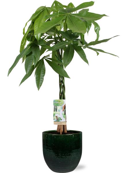 Pachira Aquatica – Ø21cm – ↕90cm + Jolin Pot D24x23cm – Grün