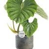 Philodendron Plowmanii – Ø15cm – ↕50cm + Lars Pot D16x14cm – Grau