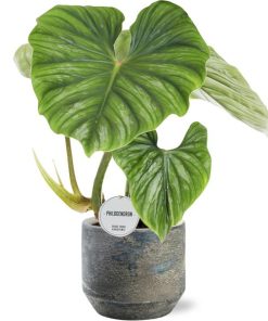 Philodendron Plowmanii – Ø15cm – ↕50cm + Lars Pot D16x14cm – Grau