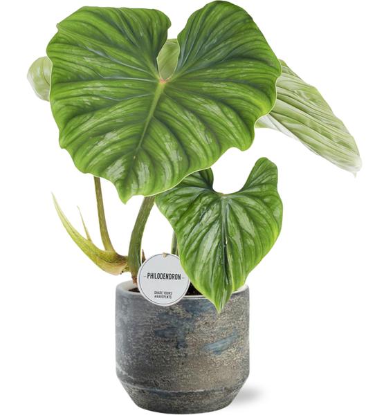 Philodendron Plowmanii – Ø15cm – ↕50cm + Lars Pot D16x14cm – Grau