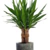 Yucca „Tres Cañas“ – Ø19cm – ↕70cm + Lars Pot D20x18cm – Grau