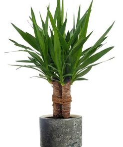 Yucca „Tres Cañas“ – Ø19cm – ↕70cm + Lars Pot D20x18cm – Grau