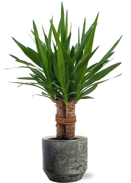 Yucca „Tres Cañas“ – Ø19cm – ↕70cm + Lars Pot D20x18cm – Grau