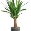 Yucca „Maya Tree“ – Ø19cm – ↕80cm + Lars Pot D20x18cm – Grau