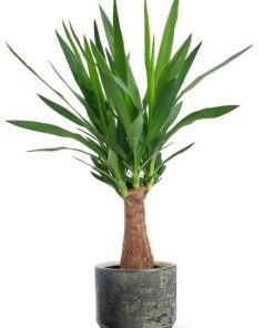 Yucca „Maya Tree“ – Ø19cm – ↕80cm + Lars Pot D20x18cm – Grau