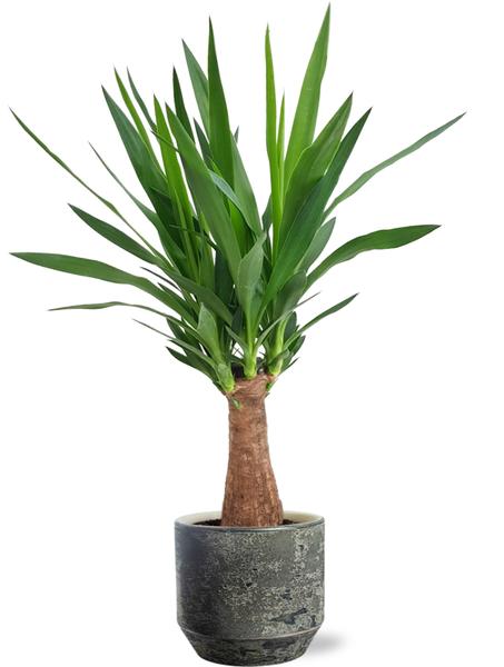 Yucca „Maya Tree“ – Ø19cm – ↕80cm + Lars Pot D20x18cm – Grau