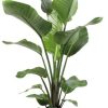 Strelitzia Nicolai – Ø21cm ↕100cm + Lars Pot D24x22cm – Grau