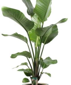 Strelitzia Nicolai – Ø21cm ↕100cm + Lars Pot D24x22cm – Grau