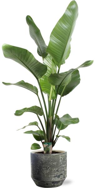 Strelitzia Nicolai – Ø21cm ↕100cm + Lars Pot D24x22cm – Grau