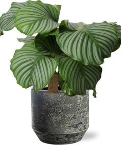 Calathea Orbifolia – Ø21cm – ↕55cm + Lars Pot D24x22cm – Grau