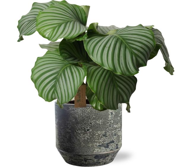 Calathea Orbifolia – Ø21cm – ↕55cm + Lars Pot D24x22cm – Grau