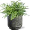 Asplenium Parvati – Ø21cm – ↕40cm + Lars Pot D24x22cm – Grau