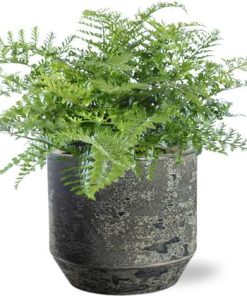 Asplenium Parvati – Ø21cm – ↕40cm + Lars Pot D24x22cm – Grau