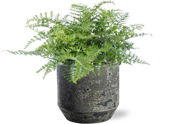 Asplenium Parvati – Ø21cm – ↕40cm + Lars Pot D24x22cm – Grau