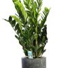 Zamioculcas Zamiifolia – Ø21cm – ↕95cm + Lars Pot D24x22cm – Grau