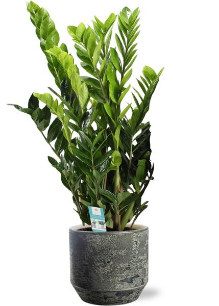 Zamioculcas Zamiifolia – Ø21cm – ↕95cm + Lars Pot D24x22cm – Grau