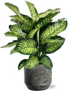 Dieffenbachia Camilla – Ø21cm – ↕75cm + Lars Pot D24x22cm – Grau