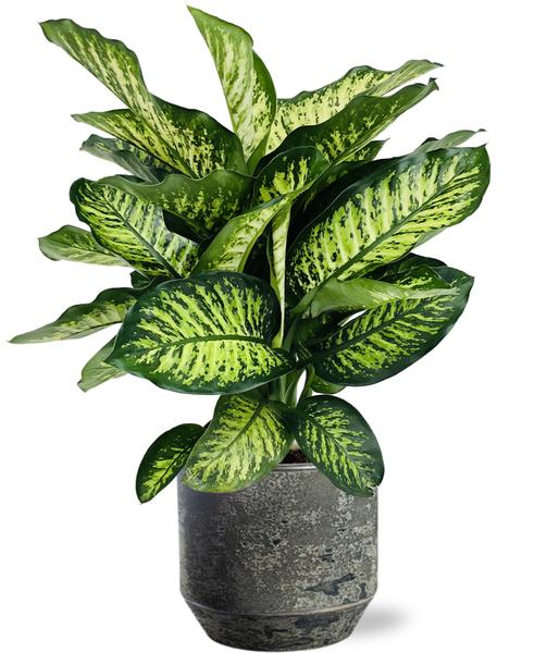 Dieffenbachia Camilla – Ø21cm – ↕75cm + Lars Pot D24x22cm – Grau