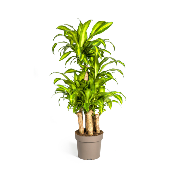 Dracaena Fragrans Massangeana Karussell Ø30cm – ↕140cm