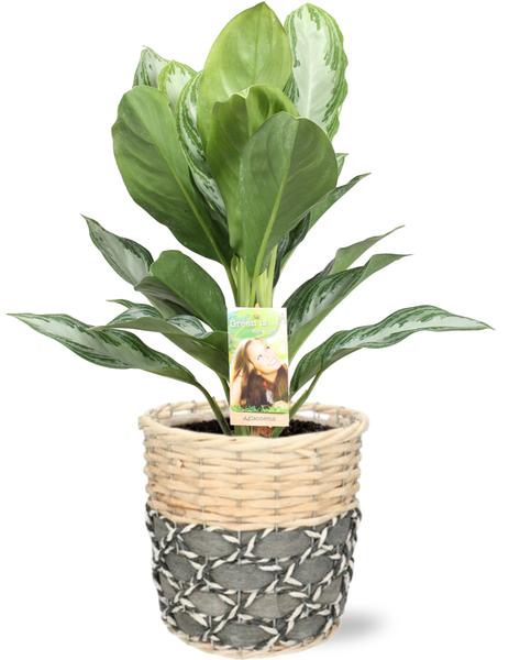 Aglaonema Silver Bay – Ø17cm – ↕55cm + Lexi Pot D19x19cm – Grau