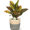 Codiaeum Petra – Ø17cm – ↕45cm + Lexi Pot D19x19cm – Grau