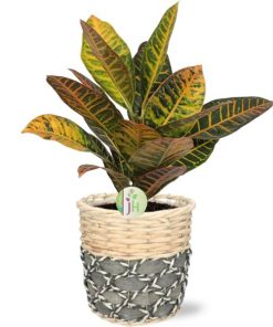 Codiaeum Petra – Ø17cm – ↕45cm + Lexi Pot D19x19cm – Grau