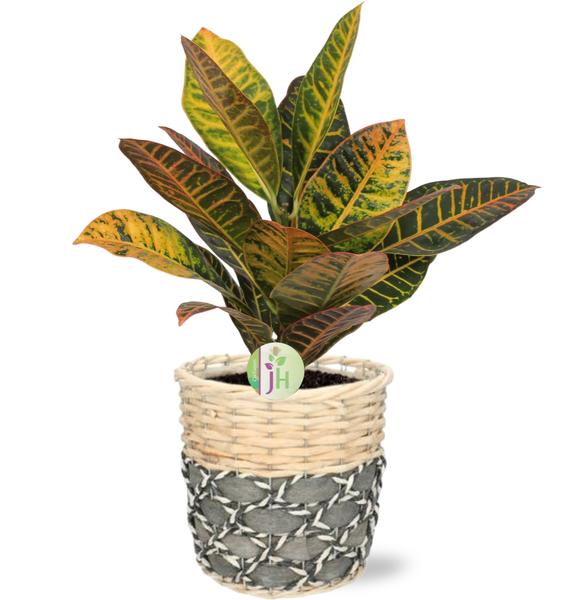 Codiaeum Petra – Ø17cm – ↕45cm + Lexi Pot D19x19cm – Grau