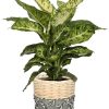 Dieffenbachia Mars – Ø17cm – ↕50cm + Lexi Pot D19x19cm – Grau
