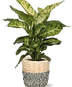 Dieffenbachia Mars – Ø17cm – ↕50cm + Lexi Pot D19x19cm – Grau