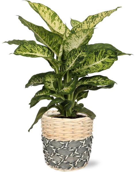 Dieffenbachia Mars – Ø17cm – ↕50cm + Lexi Pot D19x19cm – Grau