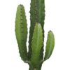 Euphorbia Acrurensis – Ø17cm – ↕50cm + Lexi Pot D19x19cm – Grau Euphorbia Acrurensis – Ø17cm – ↕50cm + Lexi Pot D19x19cm – Grau