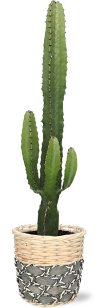 Euphorbia Acrurensis – Ø17cm – ↕50cm + Lexi Pot D19x19cm – Grau