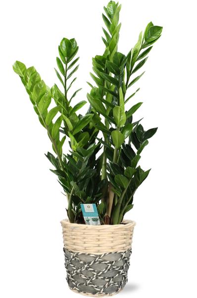 Zamioculcas – Ø21cm – ↕100cm + Lexi Pot D23x21cm – Grau