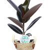 Ficus Elastica Abidjan – Ø17cm – ↕60cm + Lily Pot D18x16cm – Weiß