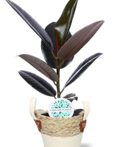 Ficus Elastica Abidjan – Ø17cm – ↕60cm + Lily Pot D18x16cm – Weiß