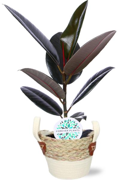 Ficus Elastica Abidjan – Ø17cm – ↕60cm + Lily Pot D18x16cm – Weiß