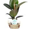 Ficus Elastica Robusta – Ø17cm – ↕65cm + Lily Pot D18x16cm – Weiß